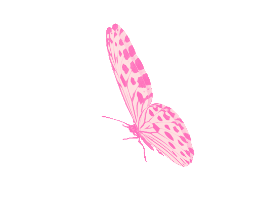 butterfly-1