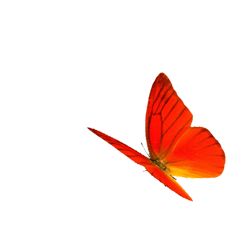 branch butterfly-2