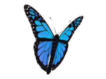 branch butterfly-3